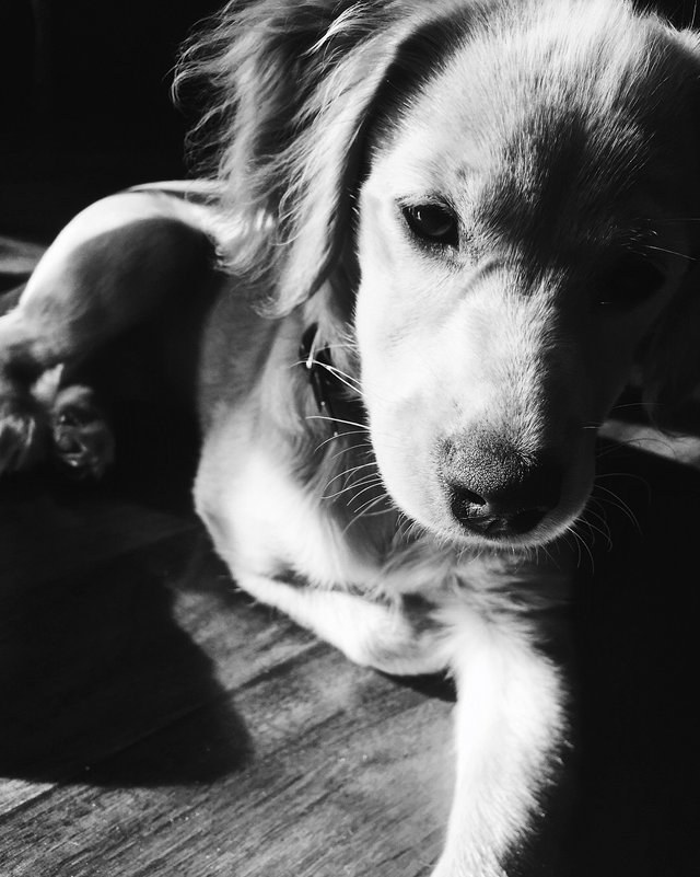 Doggo