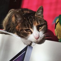 Najväčšia frajerka v chotári 