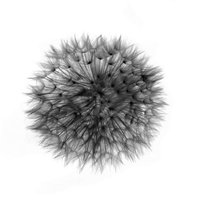 black0dandelion fotka