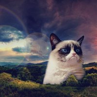 grumpy_cat fotka