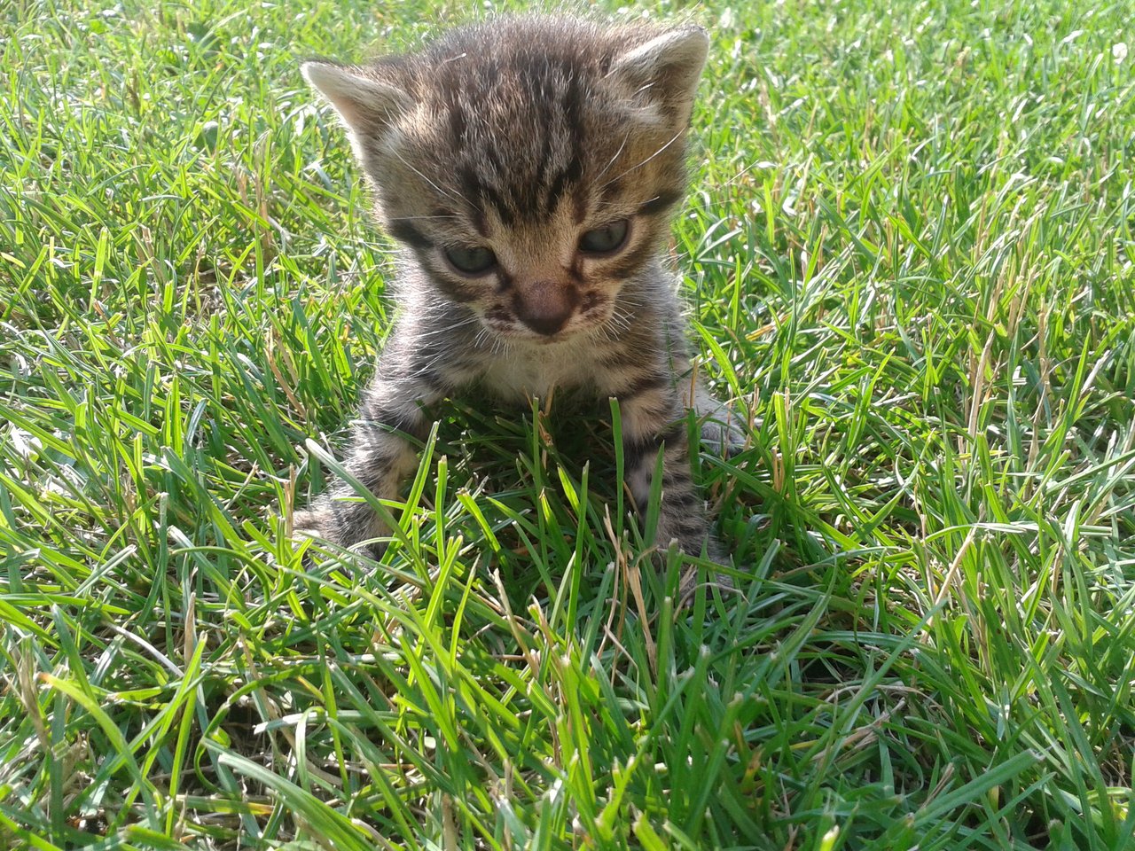 Mňau! Whiskas číča. <3 