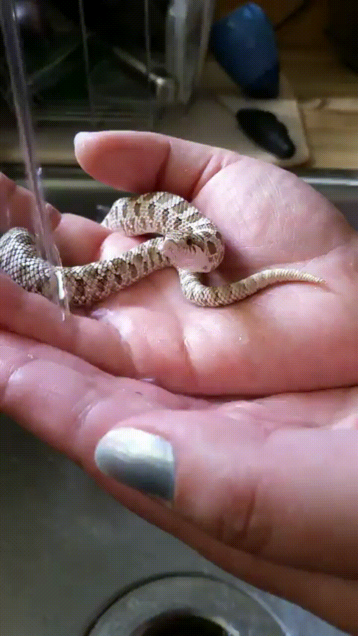 Sippy