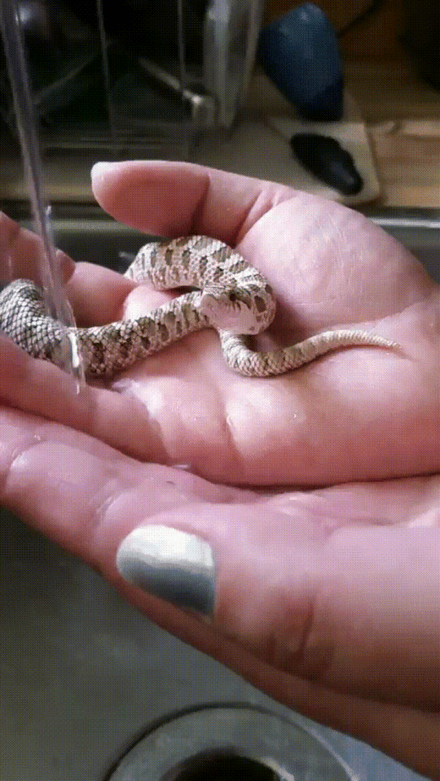 Sippy