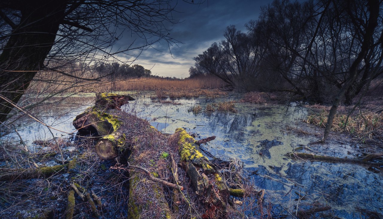 swamp