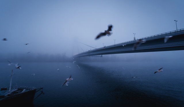bird(z)s