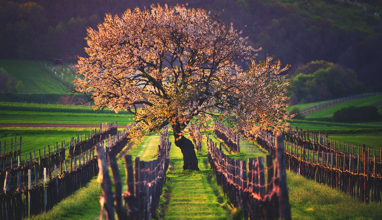 spring