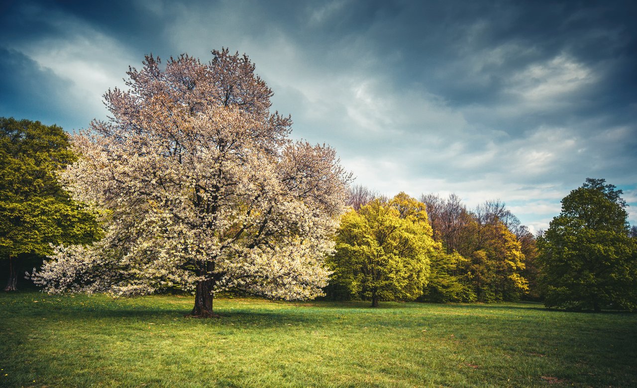 #spring