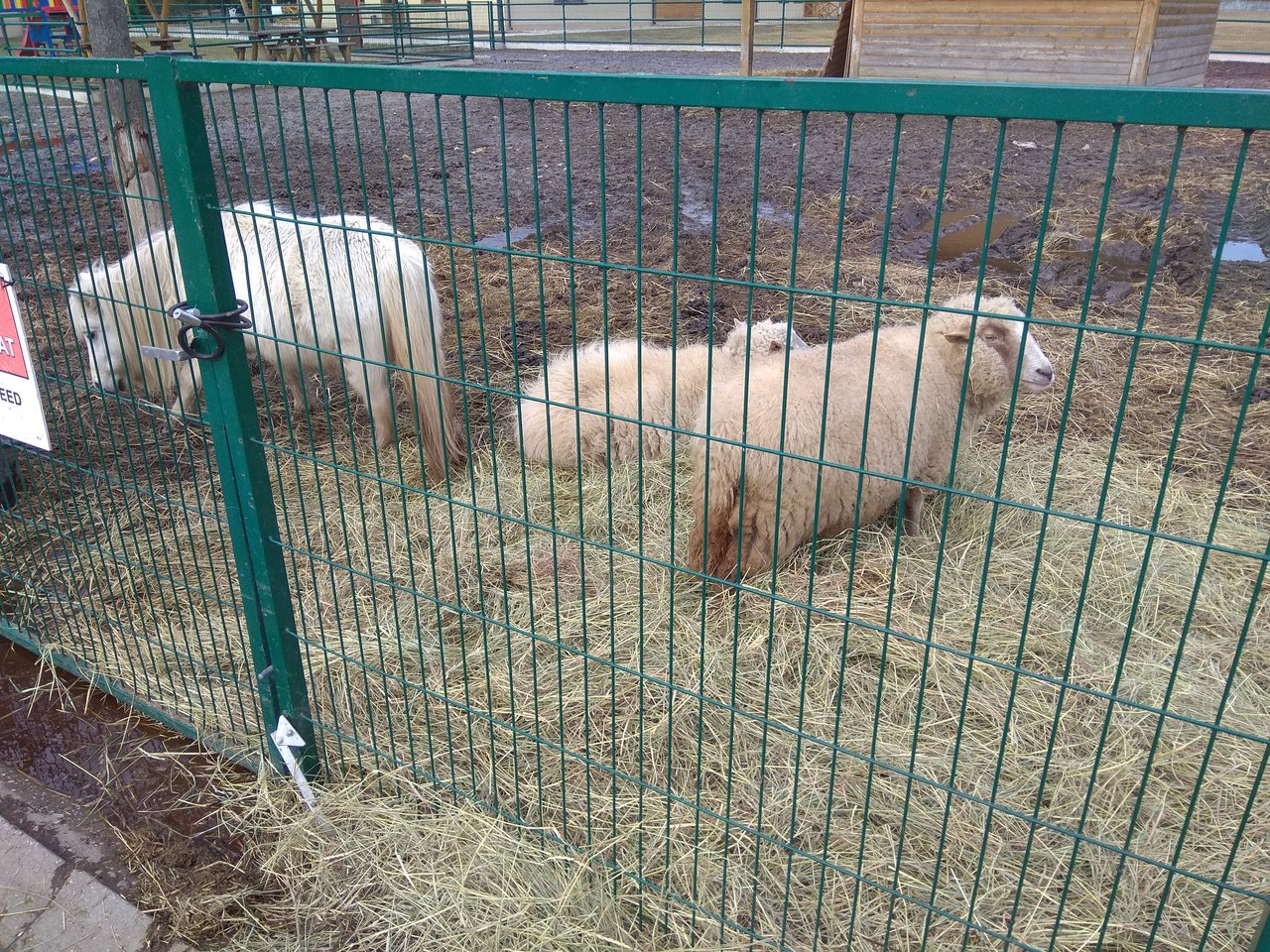 Zvieratka sa nechceli fotit :(