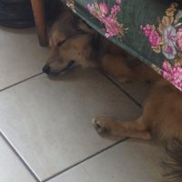 fotka spiacej Gučky. Pokus o fotku Gučky čo nespí je márny. -_- 