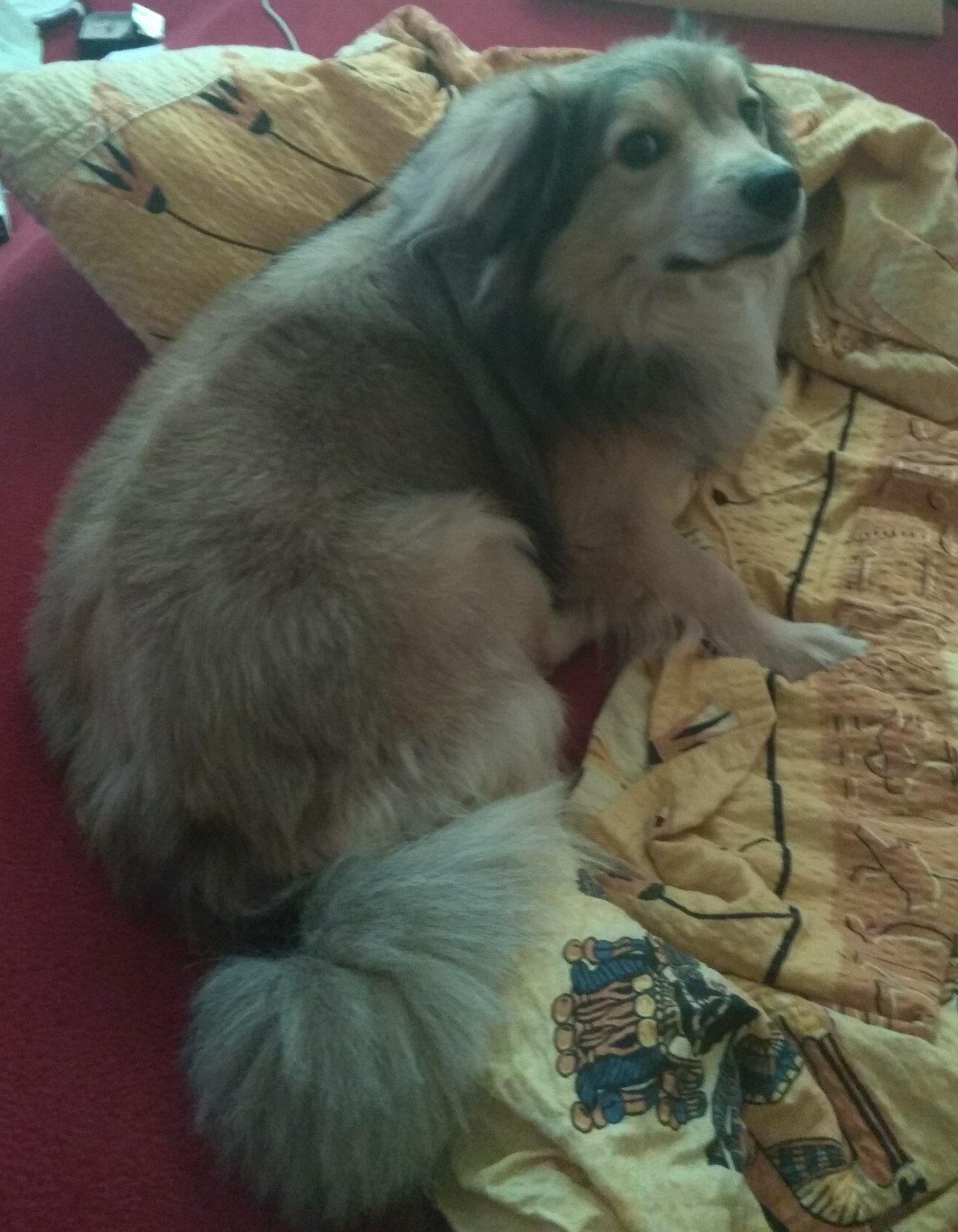 To nevymyslis, to je Gudzgo 