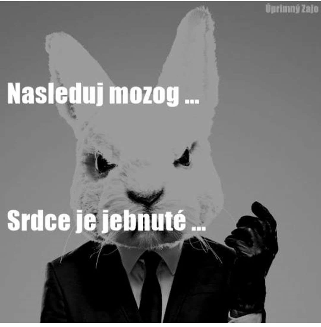 Občas má ten ušiak aj pravdu...