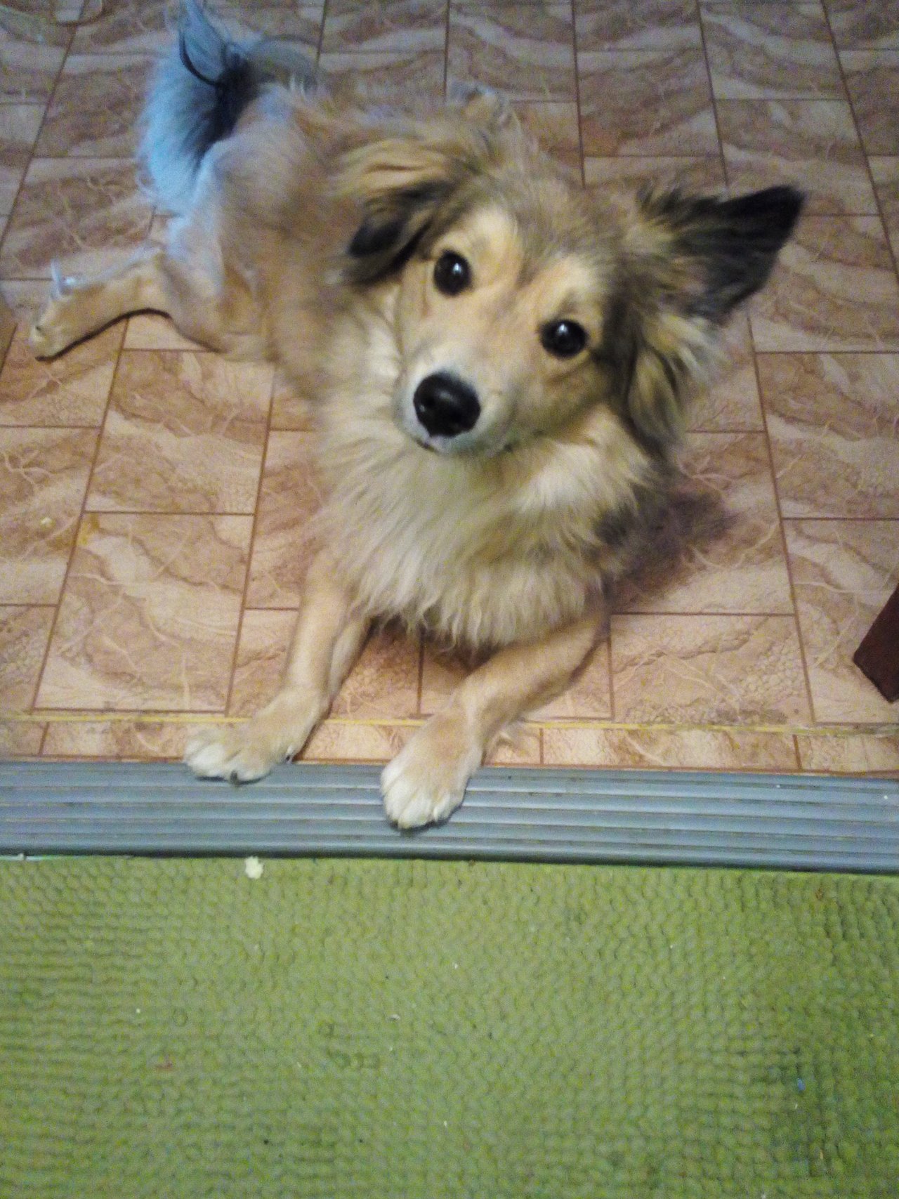 Moj pesisek bude mat zachvilu jeden rok! :3 