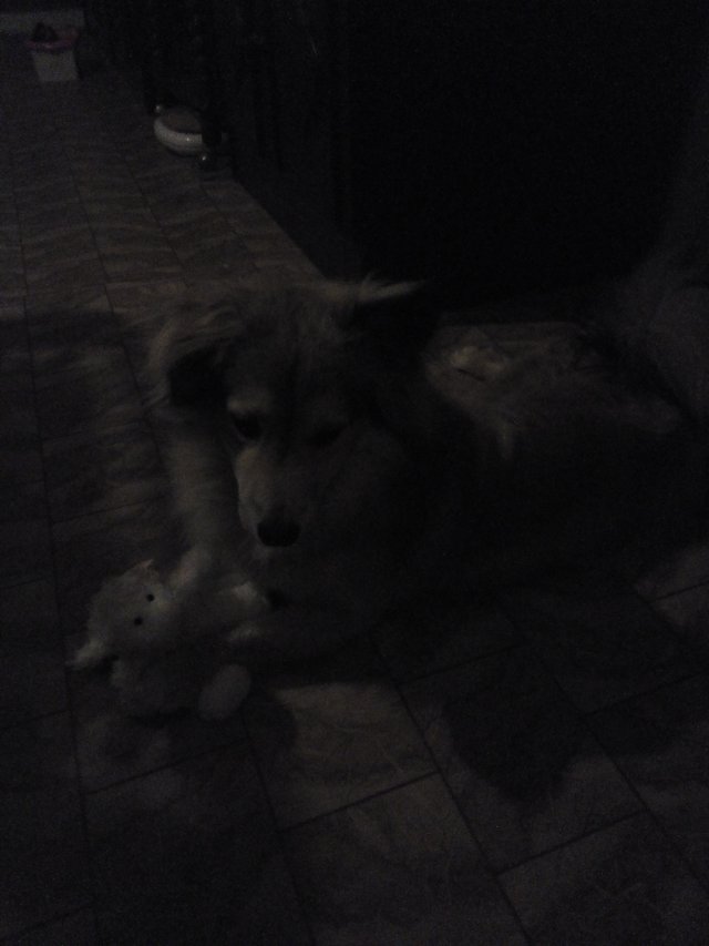 Guco a jeho Ovcacek... 
(skuste si na tej fotke predstavit Guca a plysovu ovcu...) 