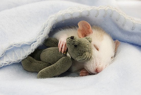 Soooo cuuuteee
(Dnes sa rozplyvam nad zvieratkami)