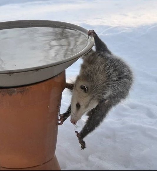 Vašišaaaaaa