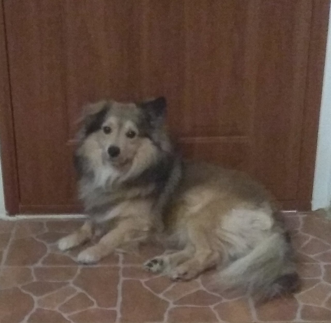 Maj litl dogy! :3