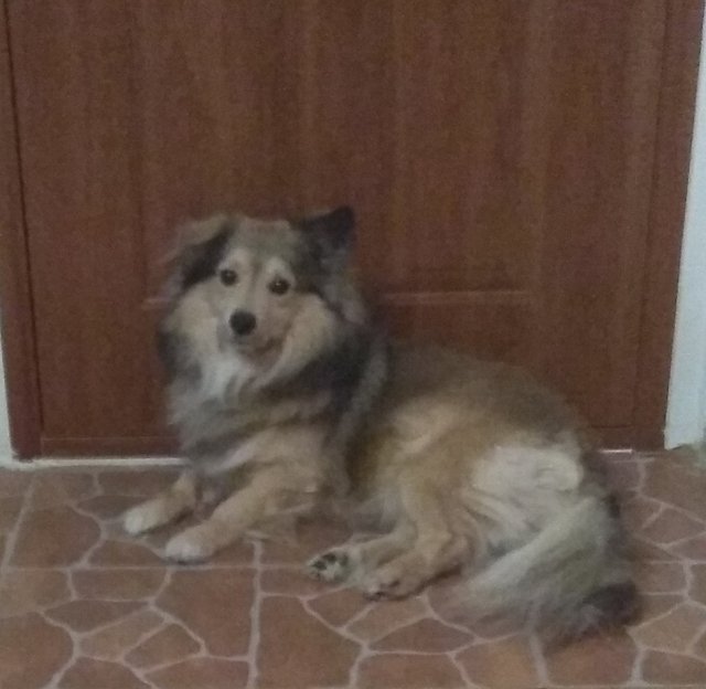 Maj litl dogy! :3