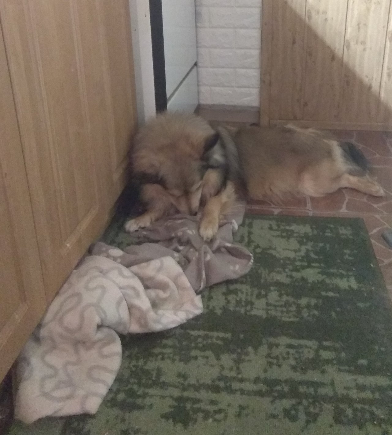 Hadajte kto si dnes plnohodnotne ustlal v kuchyni! 
