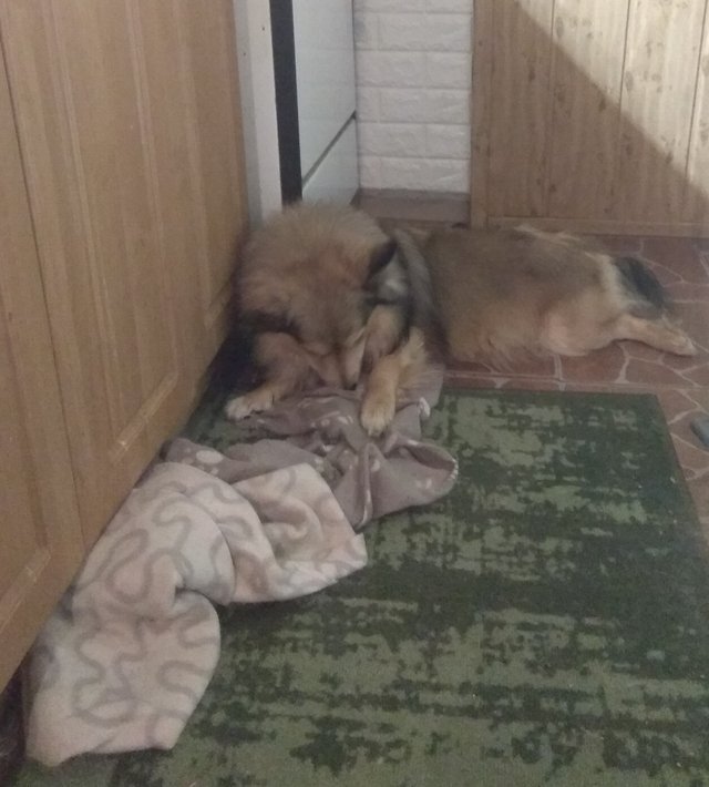 Hadajte kto si dnes plnohodnotne ustlal v kuchyni! 