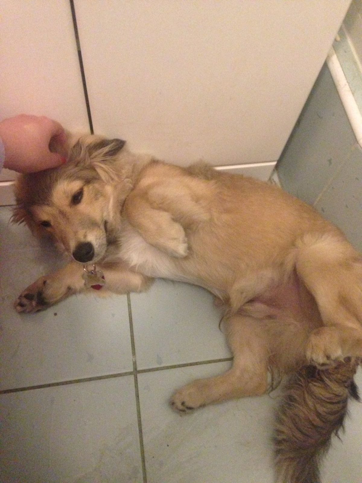 vcera mu nebolo dobre, ale aj tak mi pride zlaty na tej fotke