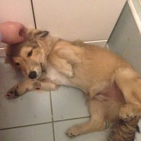 vcera mu nebolo dobre, ale aj tak mi pride zlaty na tej fotke