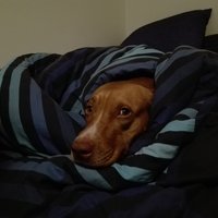 Dizka