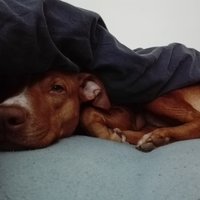 zzzz