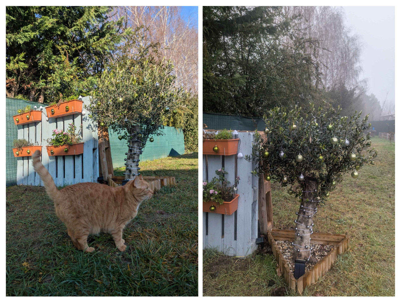 vianocna oliva.. a mne sa viac paci v hmle :D 