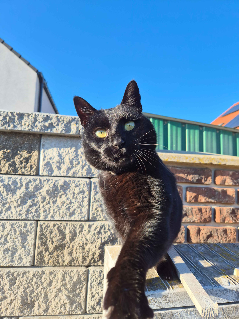 Moja oblubena dedinska mazg