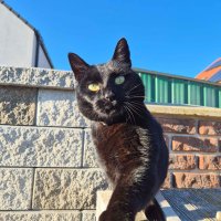 Moja oblubena dedinska mazg