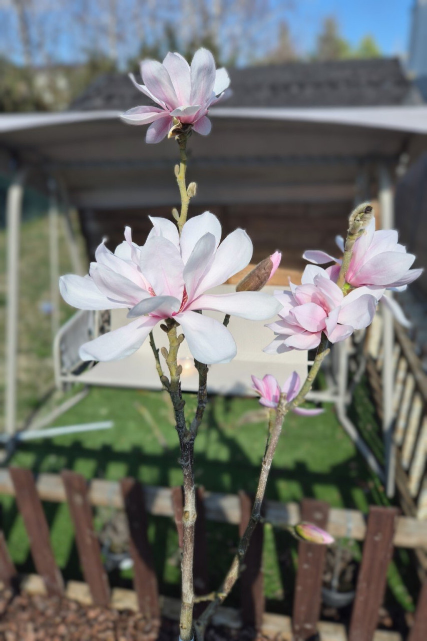 Raz budem velkou magnoliou <3