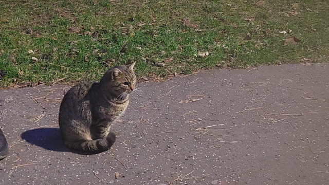 Táto mačka samica prišla ku mne v parku a chcela škrabkať, prekrúcala sa tam.  Ale ja určite nechcem takto, ako si myslíš, aby som do nich strkal, ja som rodu verný a keď strčiť tak do baby, čo by som rád, no, však stále ma to láka.. 