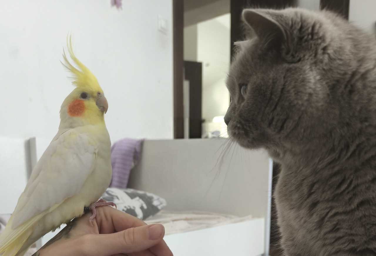 vrcholový predátor mojej domácnosti. a vedľa je mačka domáca. :D