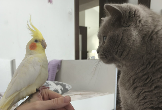 vrcholový predátor mojej domácnosti. a vedľa je mačka domáca. :D