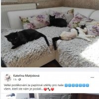 Tá žena aj ľudia okolo nej sú proste neuveriteľne úžasní. (Handycap cats z.s.) Najsmutnejšie príbehy a zároveň najdojímavješie skutky. 