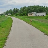 Dnes som si odpedáloval rovinatých 212 km a takúto srnku som stretol na cykloceste medzi Kolárovom a Komárnom.