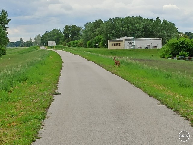 Dnes som si odpedáloval rovinatých 212 km a takúto srnku som stretol na cykloceste medzi Kolárovom a Komárnom.