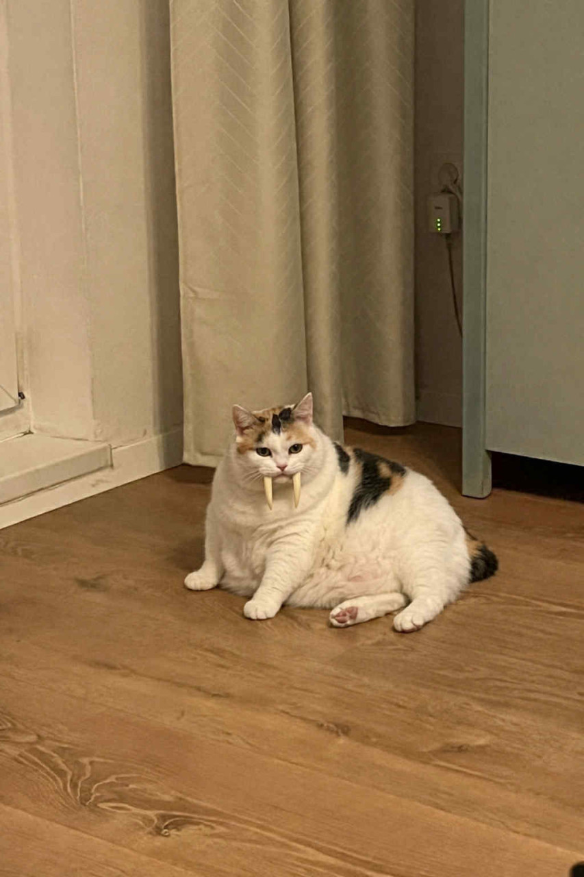  Pomoc nejaký mrož nám zožral mačku  :( 