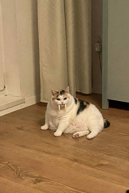  Pomoc nejaký mrož nám zožral mačku  :( 