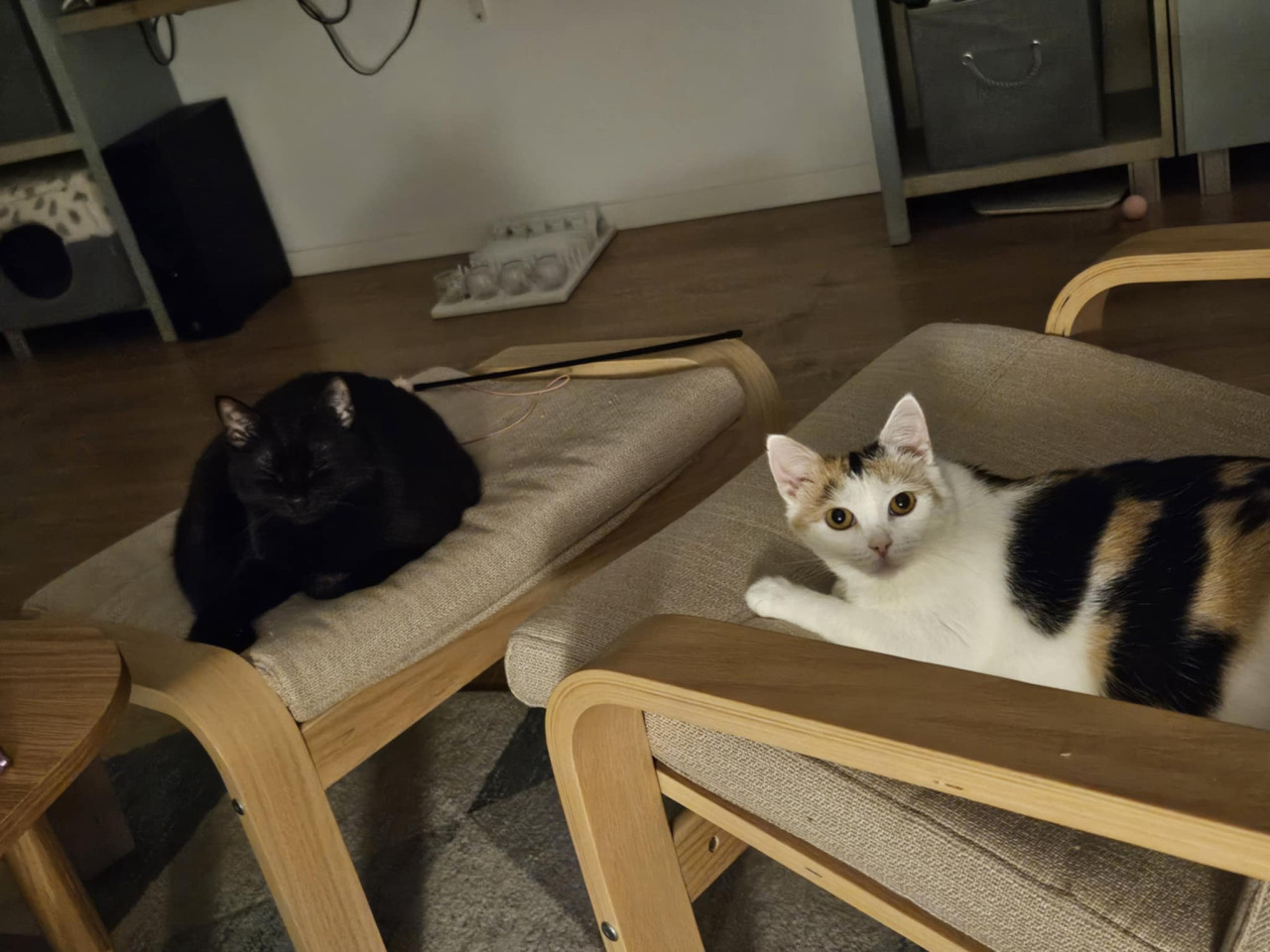 Naše krásne pipinečky <3 ľúbime ich veľmi a ony nas tiež  <3