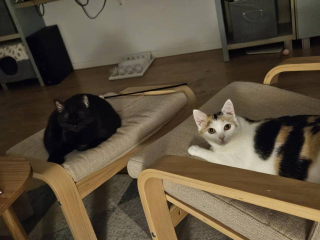 Naše krásne pipinečky <3 ľúbime ich veľmi a ony nas tiež  <3
