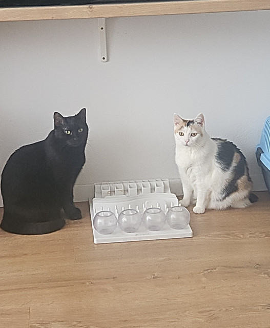 Moje Bambuľky takto krasne poslušne čakajú, ze im po kapsicke nasypem este granulky :)  ale môžu snivat :D