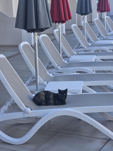  Hotelová cica, ktorá za mnou isla posledny den az na izbu a pukalo mi srdiecko, ze ju opúšťame..