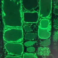 I Love Confocal