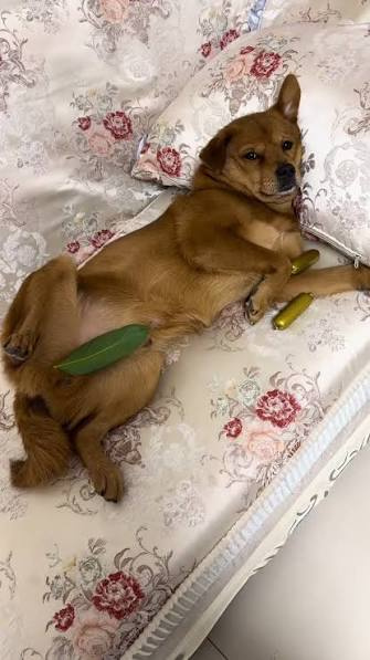 More takto kukam na toho grafomanoveho blazna. Haf, ty kokot