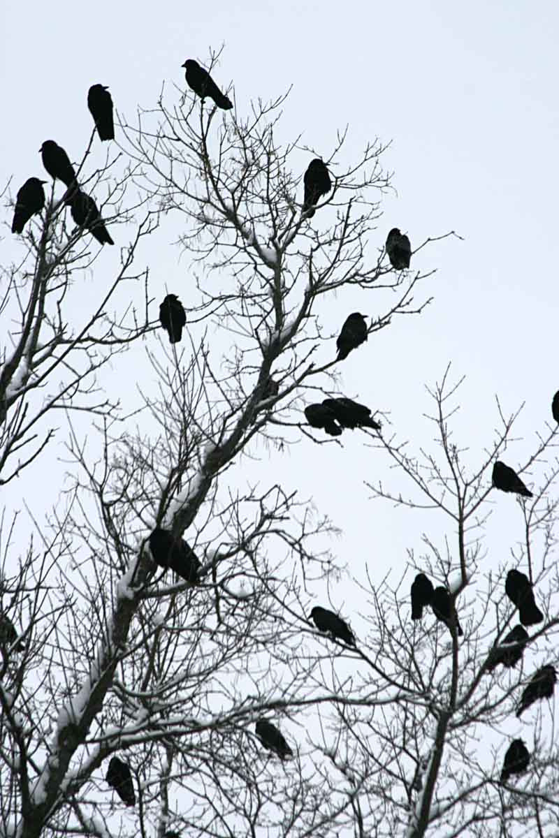 Obrázok bez popisu č.1094880