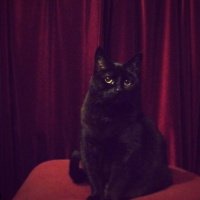 :cat: