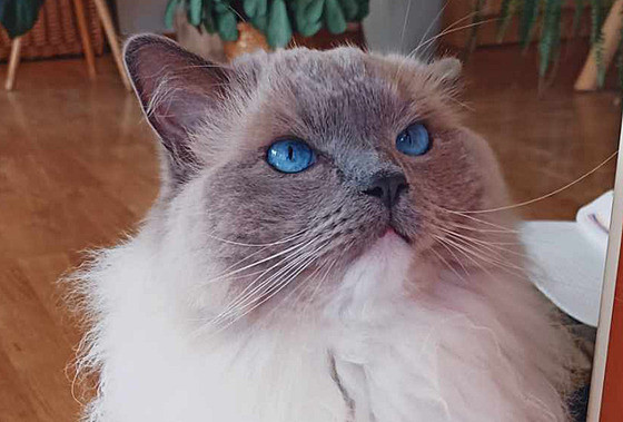 Blue :cat: