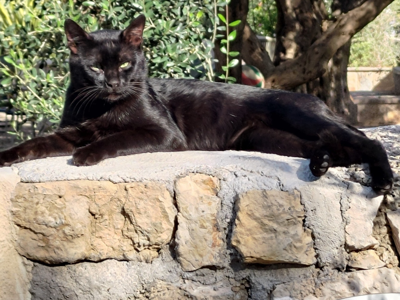 jo, ted a pro'zatím aspon tie 4-nohé :cat:

ale mala vzdy takmer úplne zavreté, privreté cisto jasné smaragdovo- zelené oci, asi chcela spat, al.kvoli slnku, som na nu musel cmukat a volat, aby sa na mna pozrela xD :+1: :love: