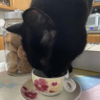 ☕ :cat:
